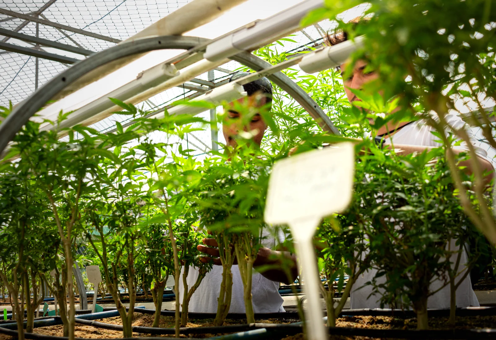 Pesquisadores da Buds INC. avaliando plantas em casa de vegetação