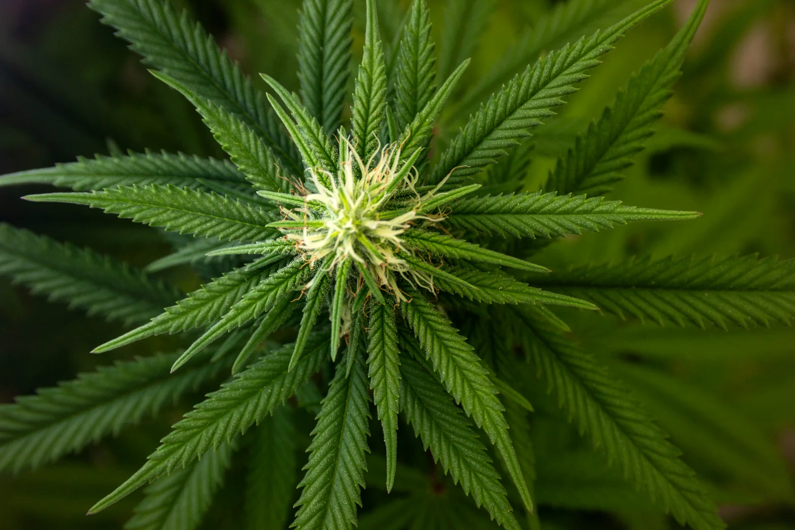 Inflorescência de Cannabis sativa em detalhe