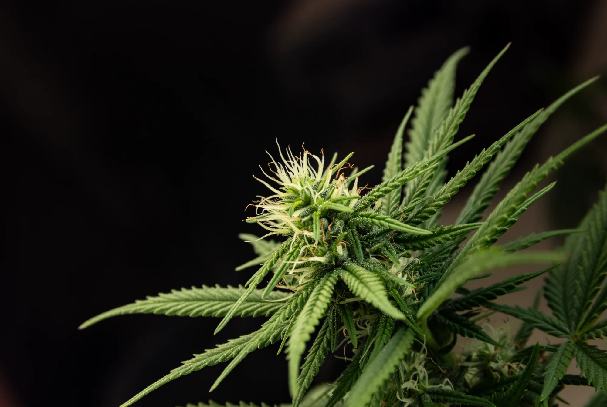 Inflorescência de Cannabis sativa em estufa de pesquisa